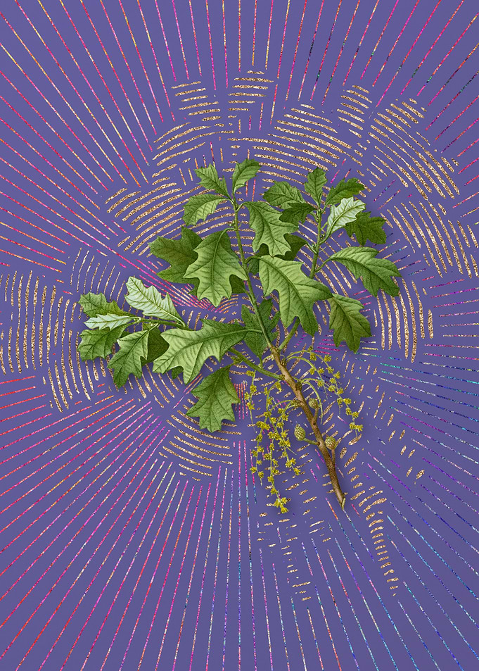 Vintage Bear Oak Flora