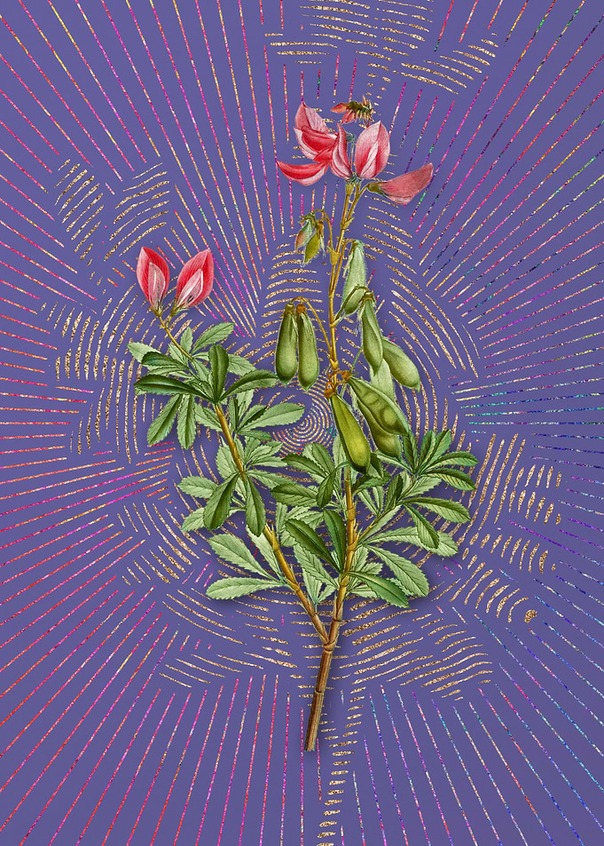 Vintage Restharrows Purple