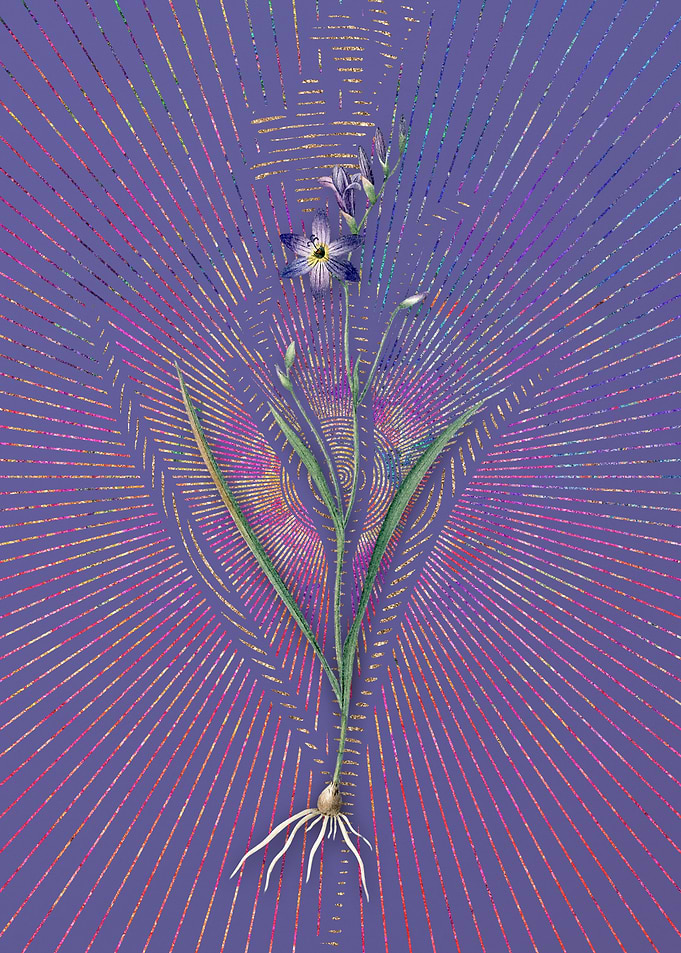 Vintage Ixia Secunda Art