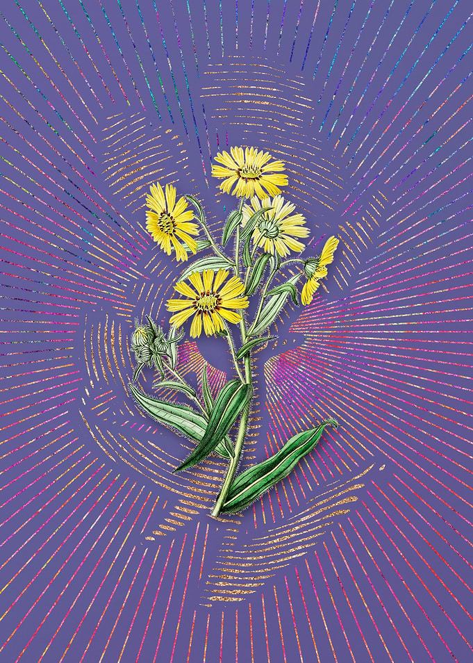 Vintage Madia Flower Art