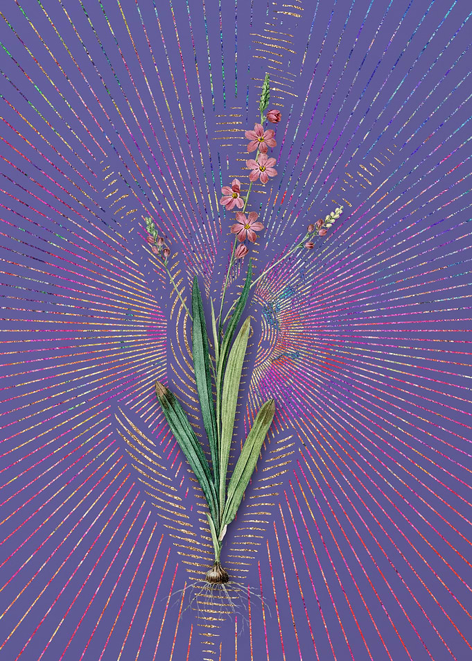 Vintage Ixia Scillaris