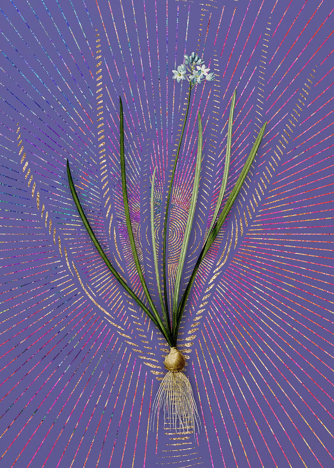 Vintage Spring Squill