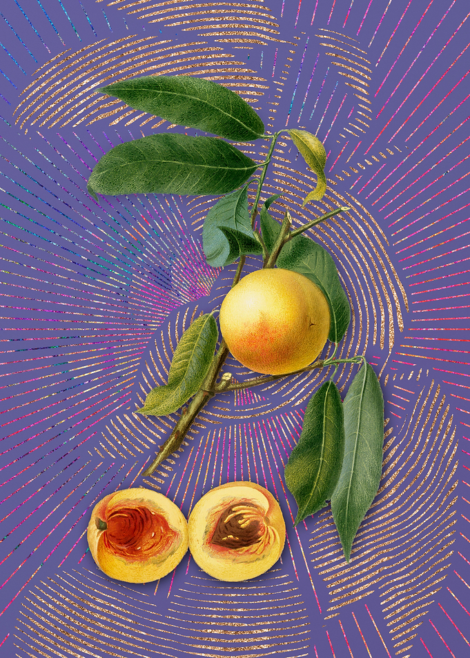 Vintage Peach 5 Violet