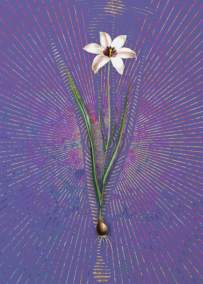 Vintage Lady Tulip 2 Art