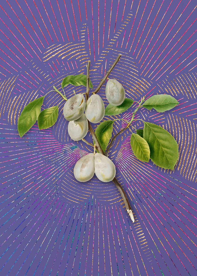 Vintage Plum on Purple