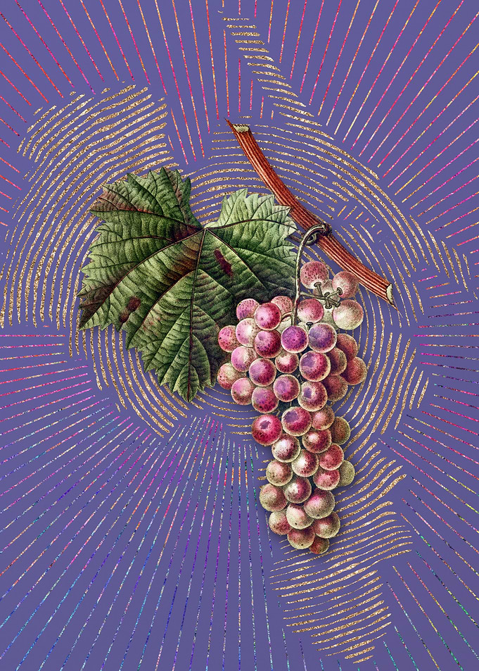 Vintage Grape Vine Fruit 3