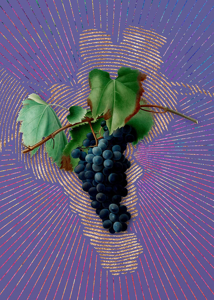 Vintage Grape Vine 4 Art