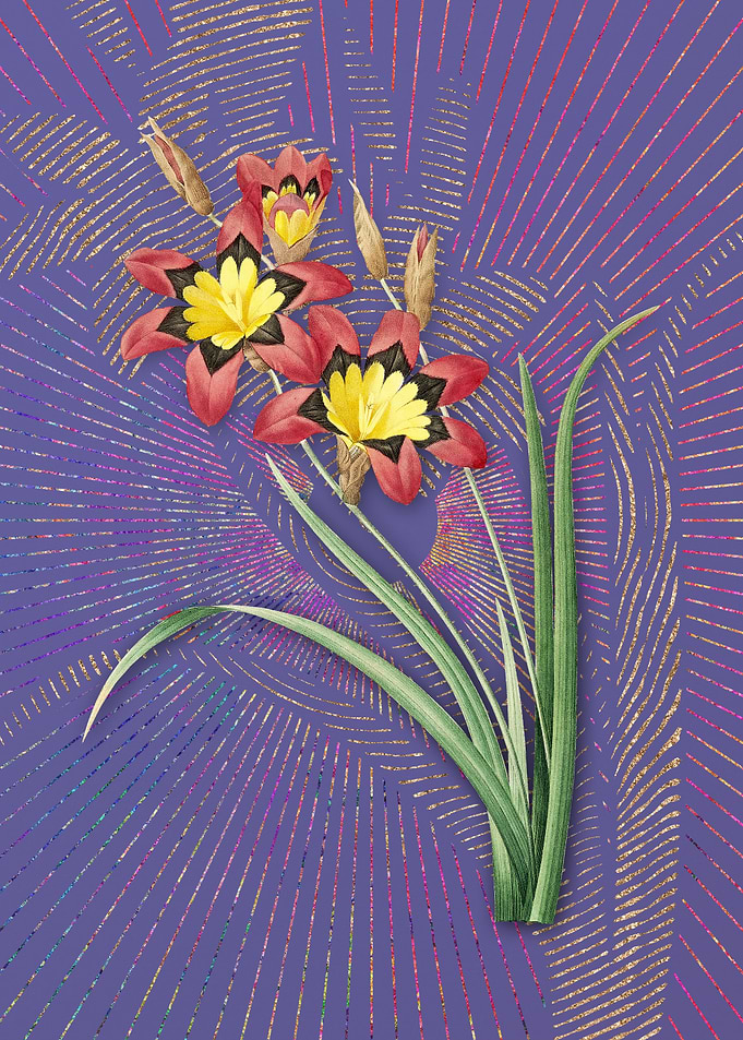 Vintage Ixia Tricolor 2