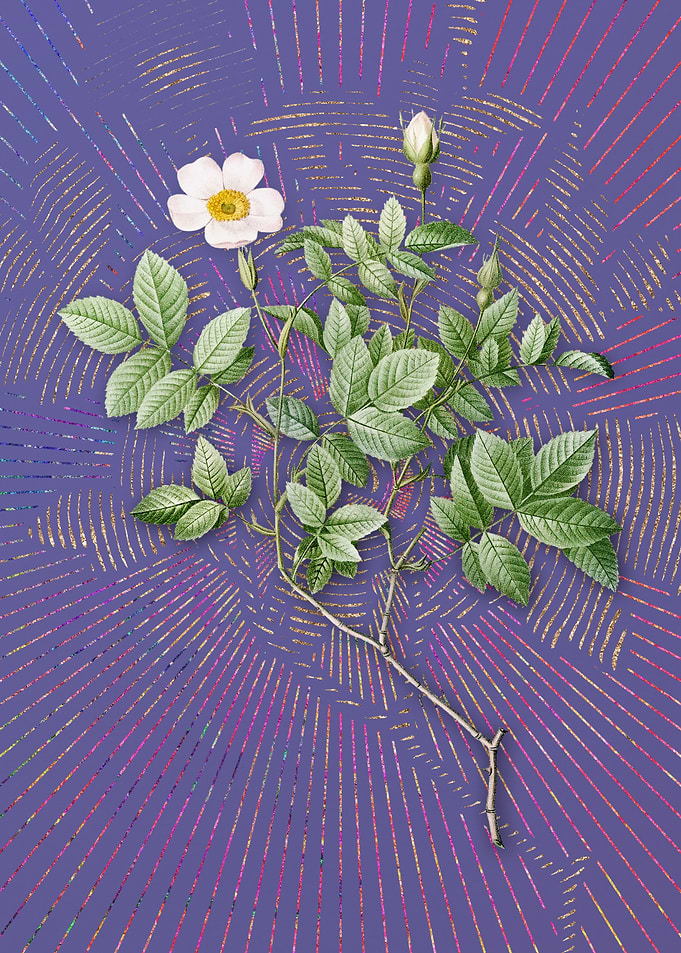 Vintage Rosebush Flora