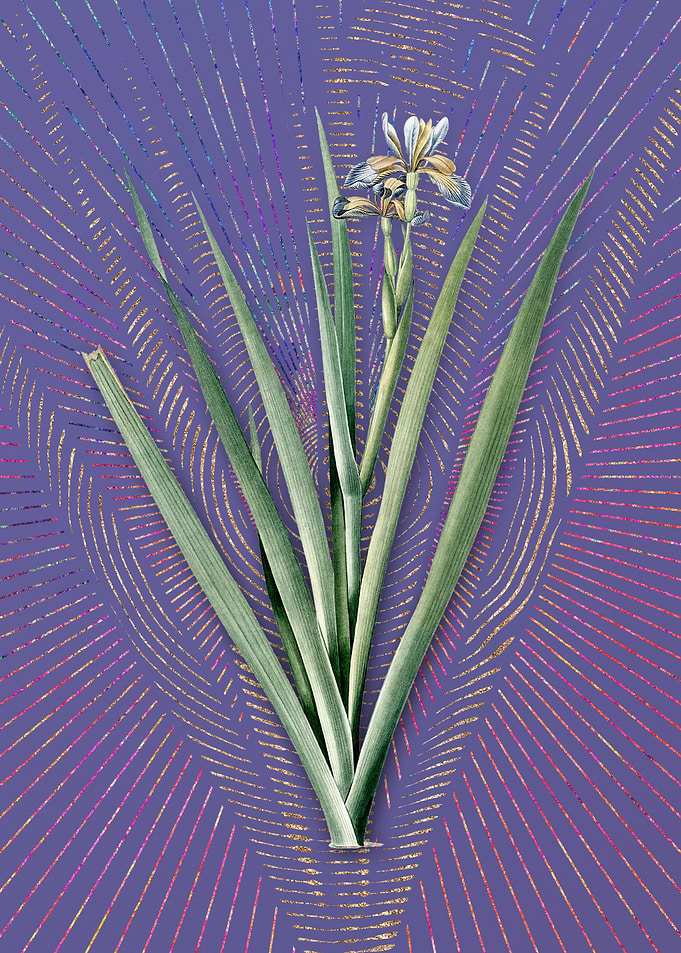 Vintage Stinking Iris