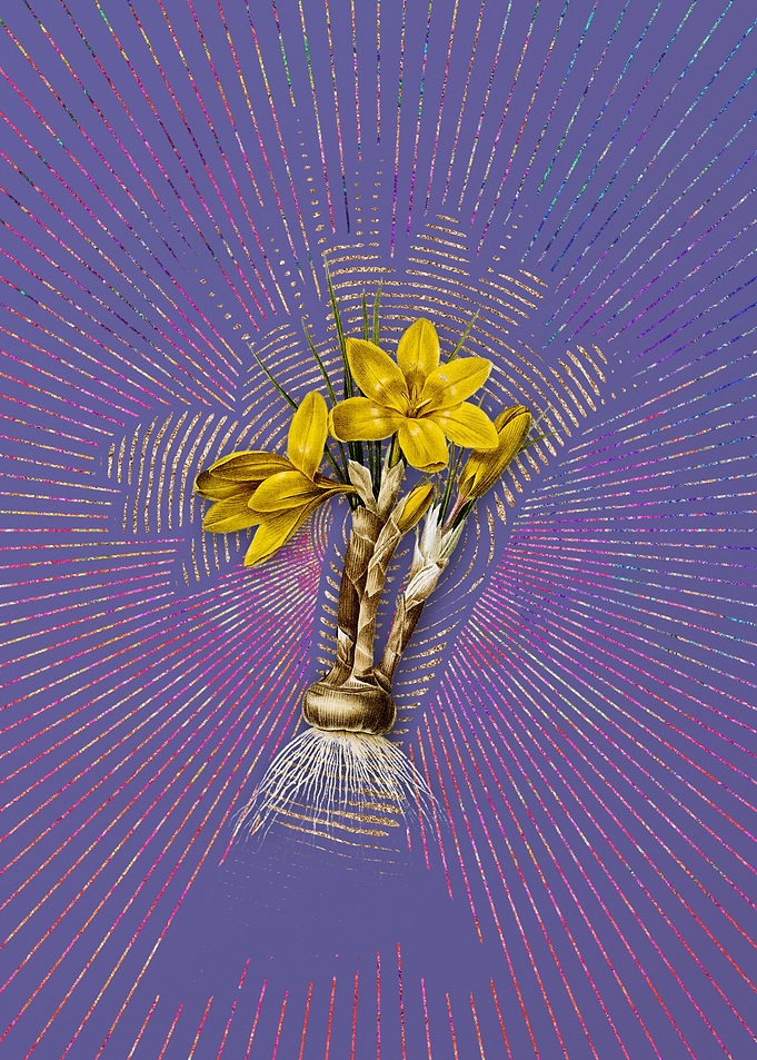 Vintage Crocus Luteus