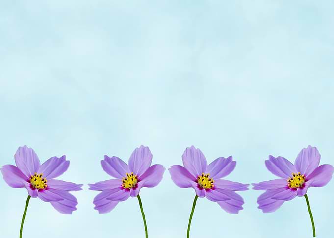 Purple cosmos on blue