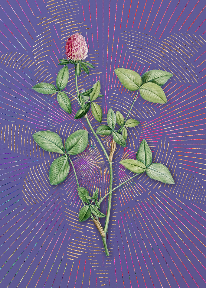 Vintage Pink Clover Purple