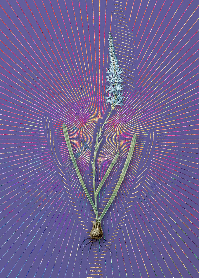 Vintage Ixia Cepacea Art