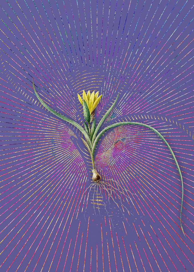 Vintage Ixia Recurva Art