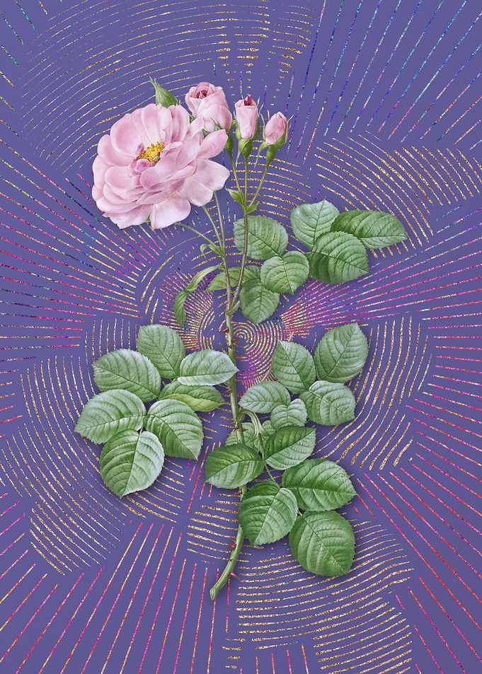 Vintage Damask Rose 2