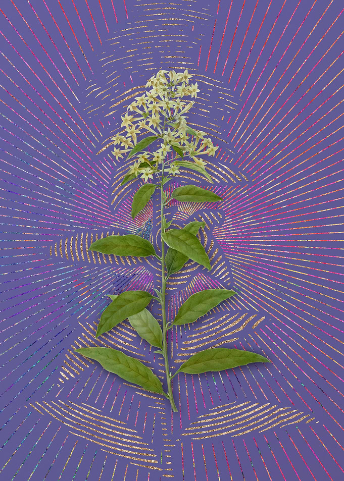 Vintage Green Cestrum