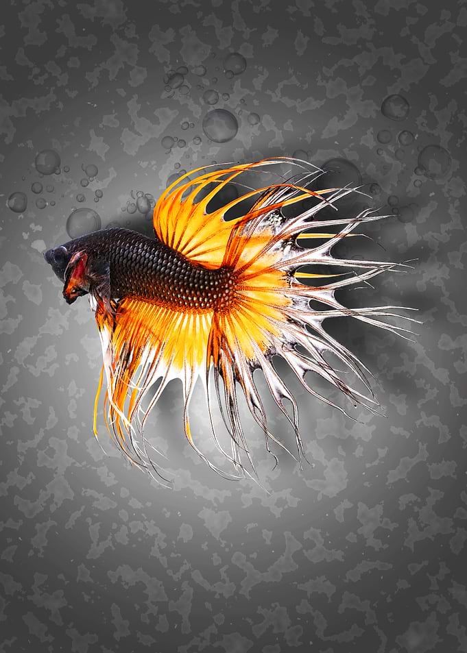 Fish