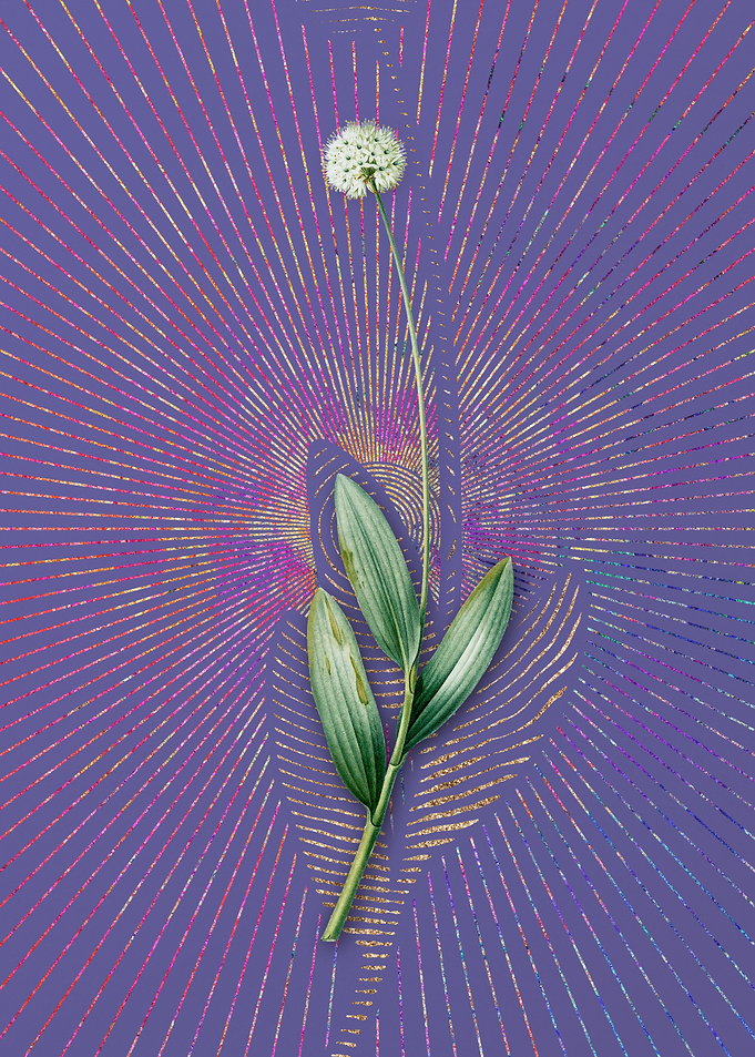 Vintage Victory Onion