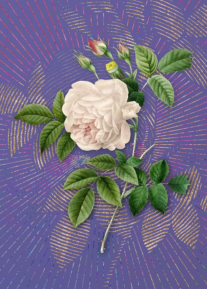 Vintage Rosa Indica Purple