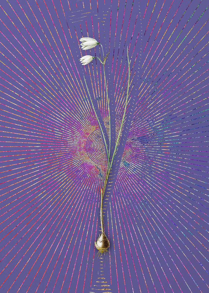 Vintage Snowbell Flora