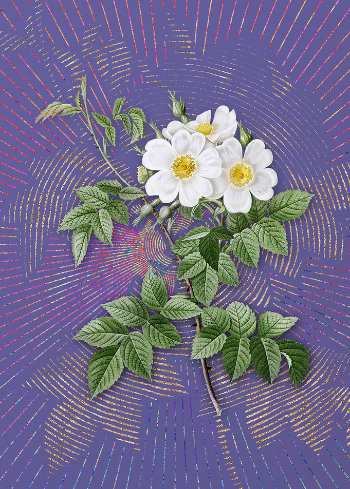 Vintage White Rosebush