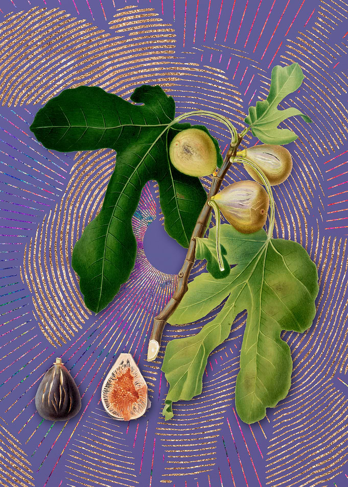 Vintage Figs on Purple