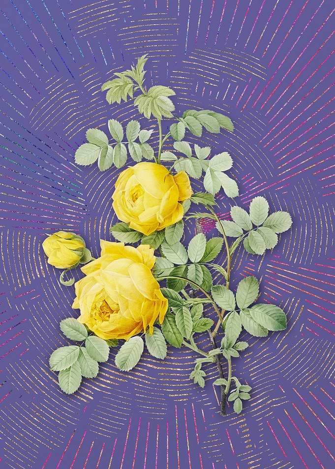 Vintage Sulphur Rose Art