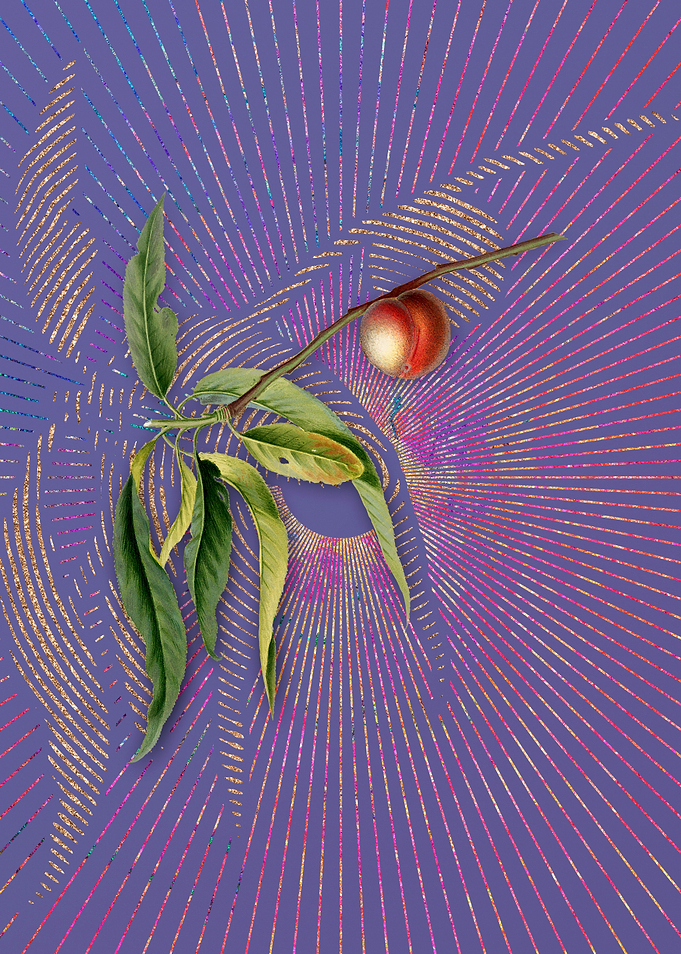 Vintage Peach 4 Violet