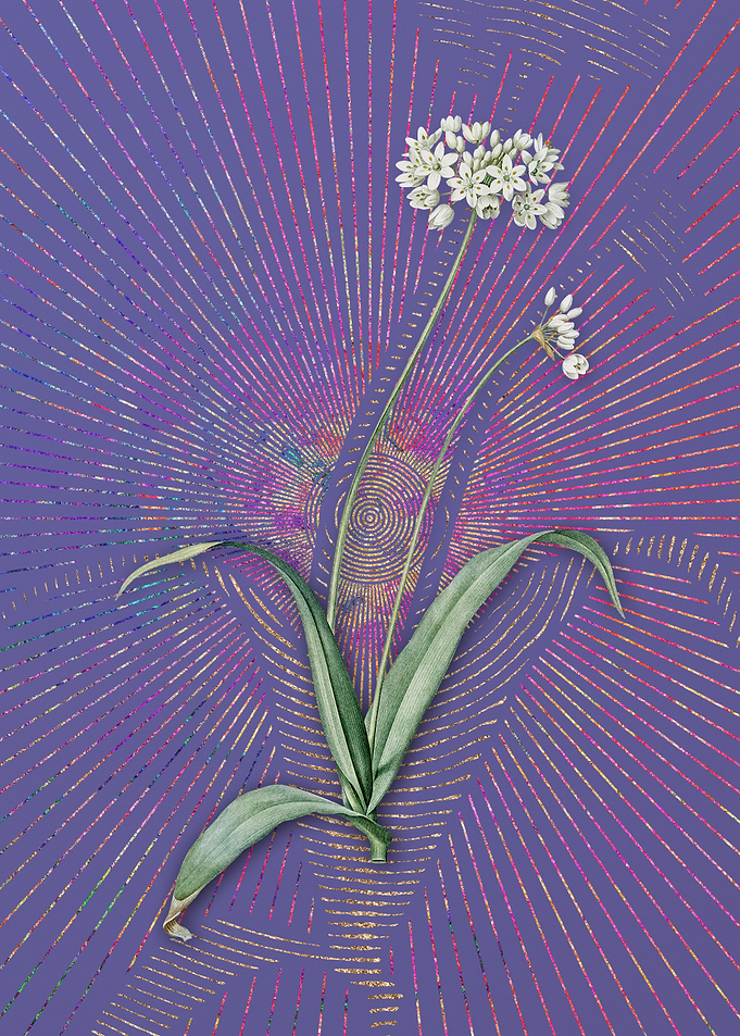 Vintage Spring Garlic