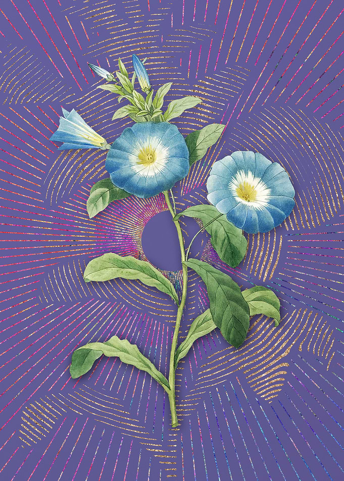 Vintage Field Bindweed