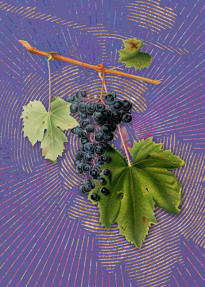 Vintage Grape Colorino