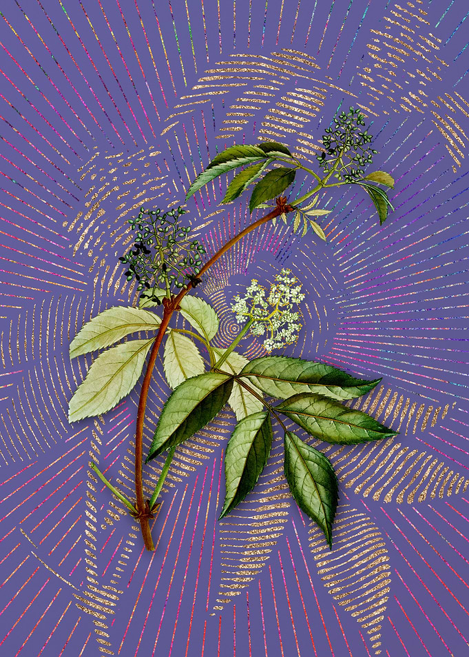 Vintage Red Elderberry