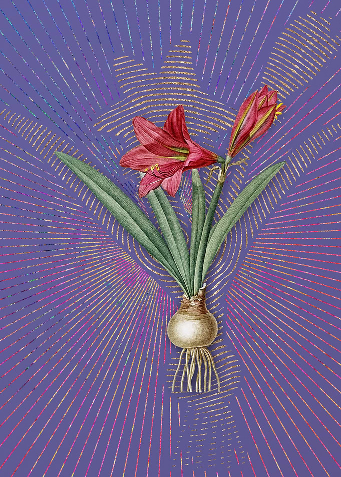 Vintage Hippeastrum Purple