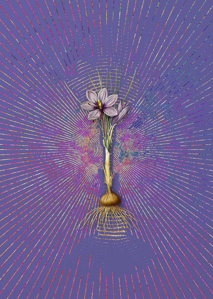 Vintage Crocus Sativus