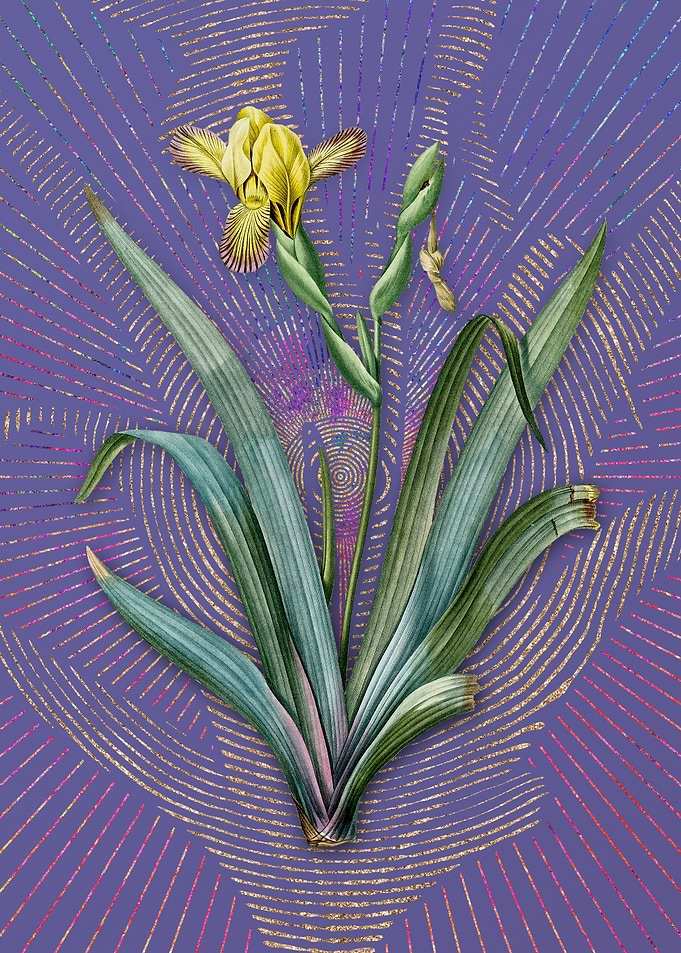 Vintage Hungarian Iris
