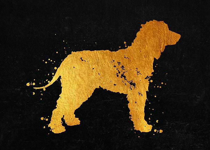 Spaniel Dog