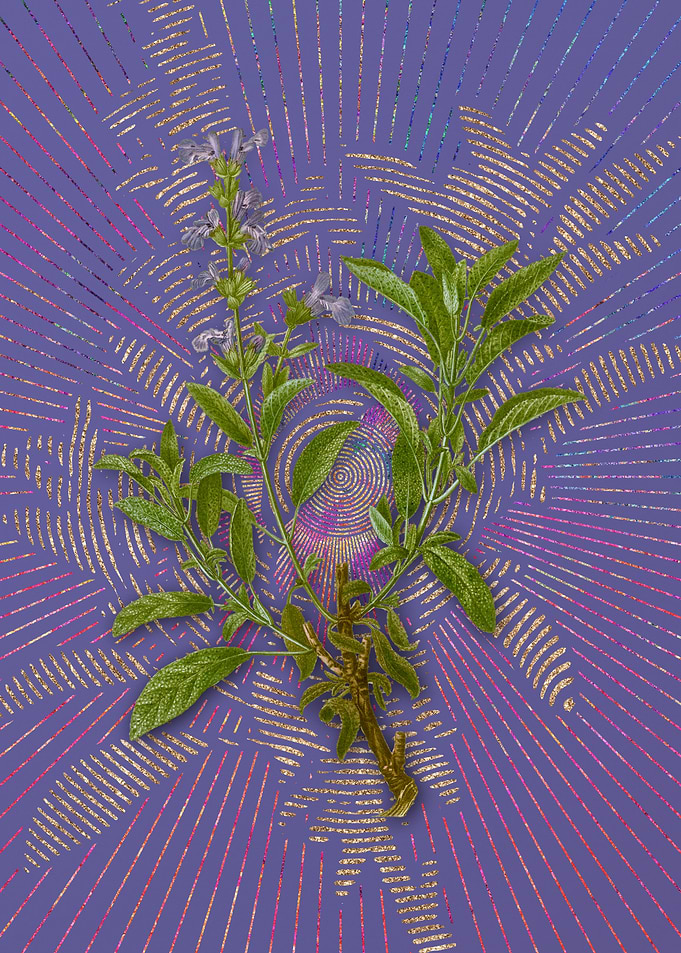Vintage Garden Sage Purple