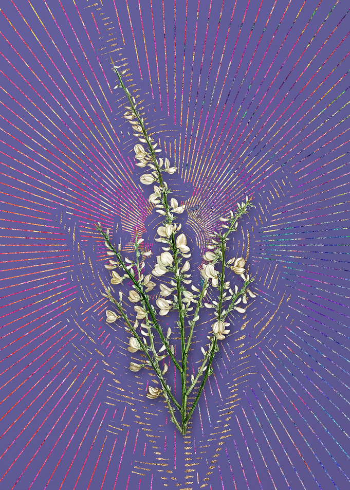 Vintage White Broom Purple