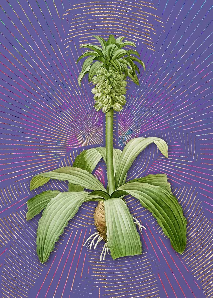 Vintage Eucomis Regia