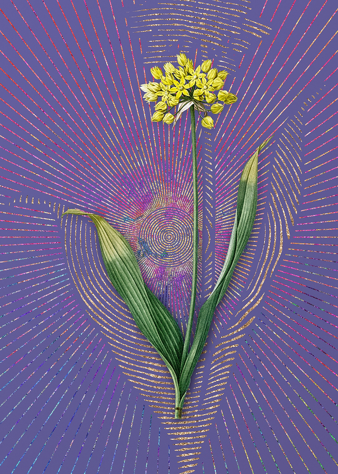 Vintage Golden Garlic