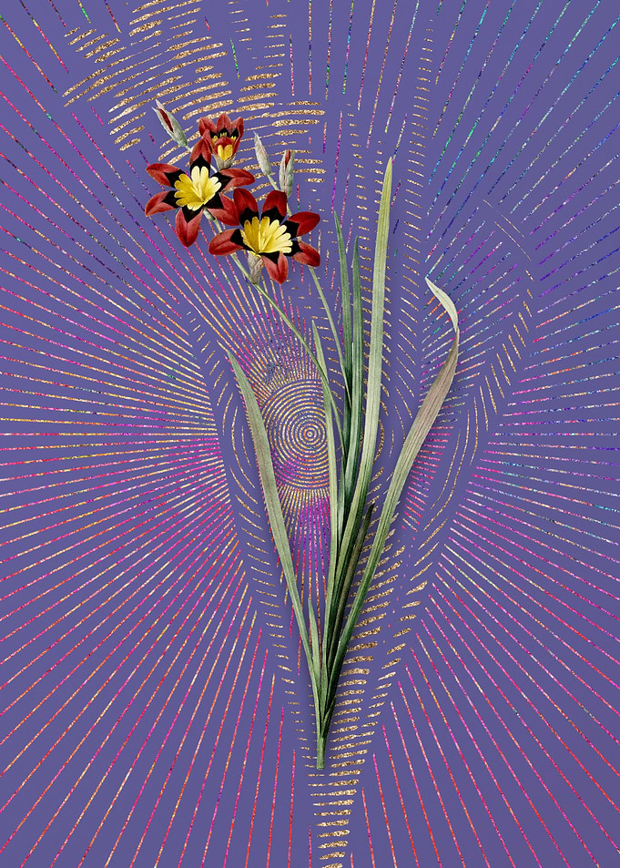 Vintage Ixia Tricolor