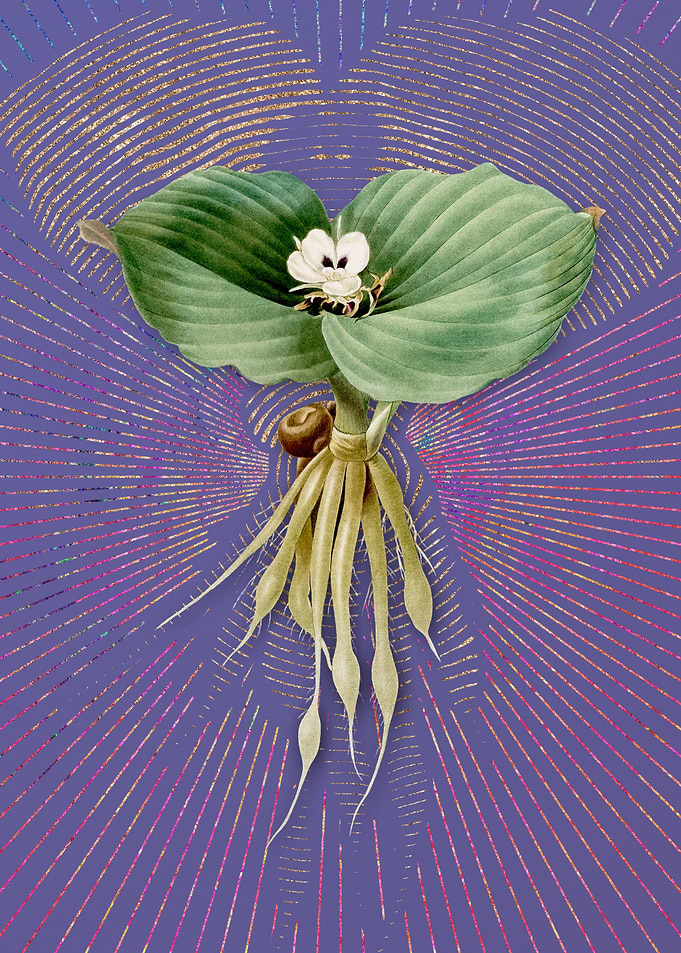 Vintage Sand Ginger Purple