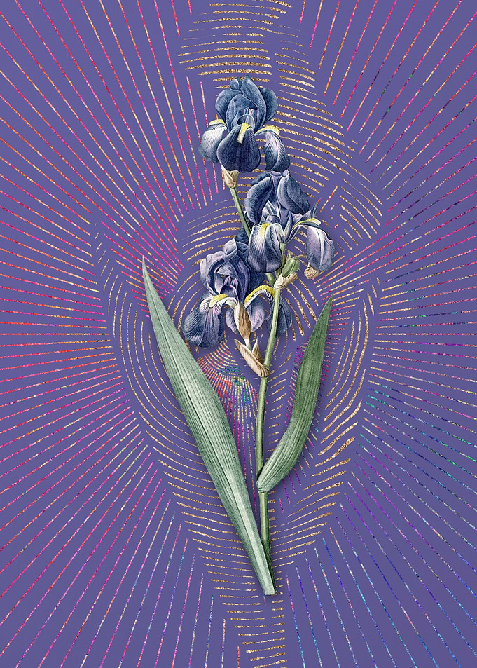 Vintage Dalmatian Iris
