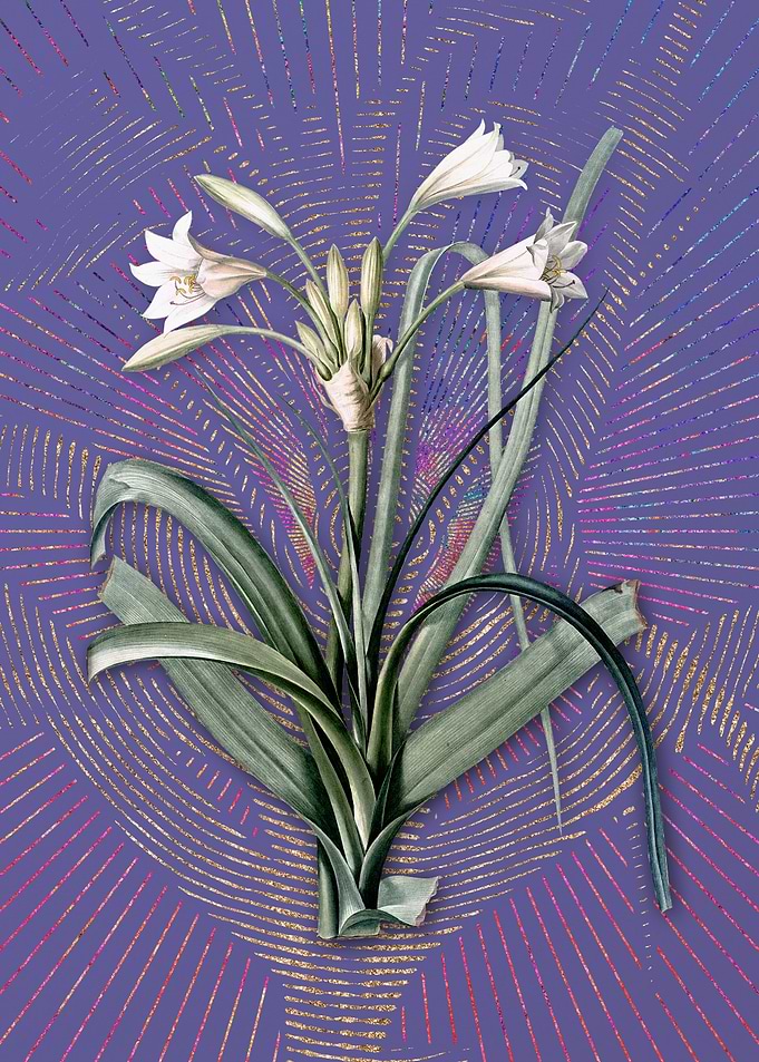 Vintage Malgas Lily Purple