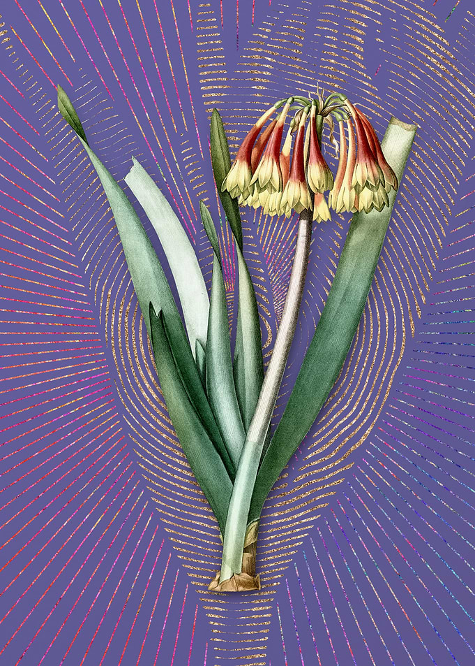Vintage Knysna Lily Purple