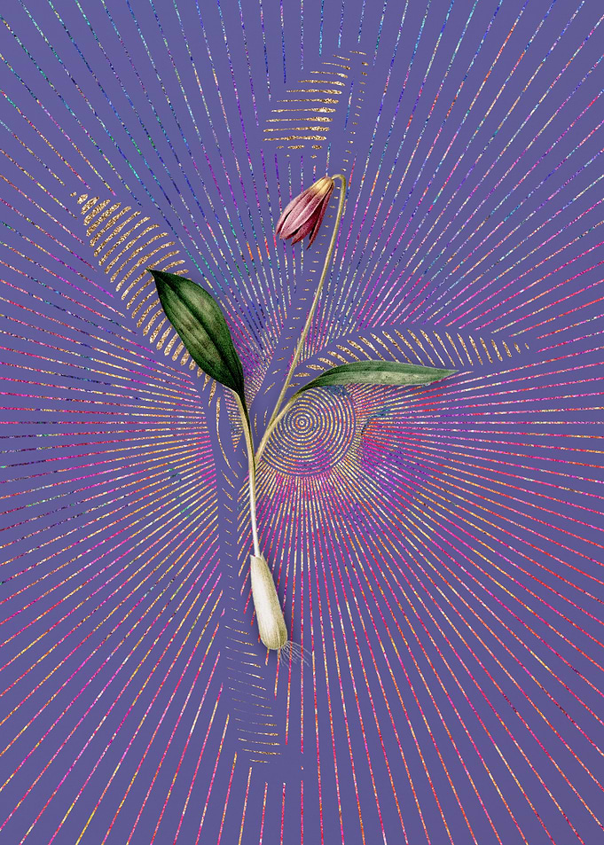 Vintage Erythronium Flower