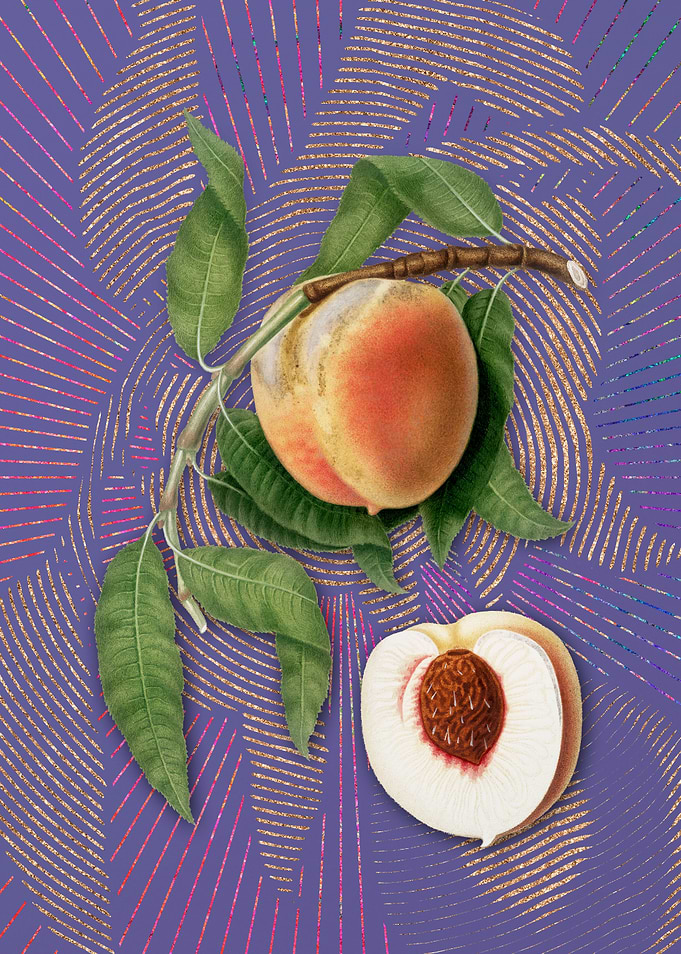 Vintage Peach 14 Flora
