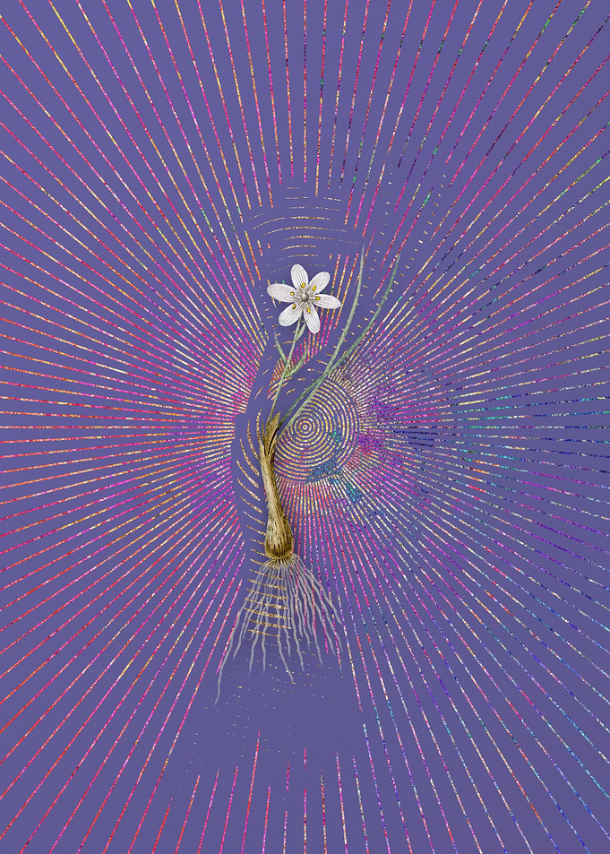 Vintage Snowdon Lily Art
