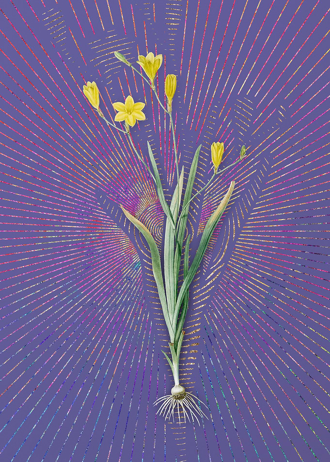 Vintage Ixia Bulbifera
